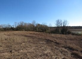75+/- Acres of Farm Land For Sale in Bladen County, NC!