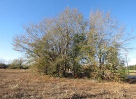 75+/- Acres of Farm Land For Sale in Bladen County, NC!