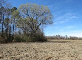 27+/- Acres of Farm and Development Land For Sale in Robeson County, NC!
