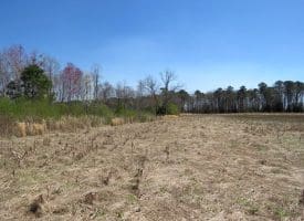 64+/- Acres of Farm and Timber Land For Sale in Scotland County, NC!