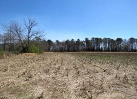 64+/- Acres of Farm and Timber Land For Sale in Scotland County, NC!
