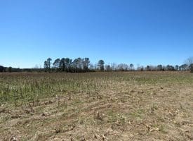 64+/- Acres of Farm and Timber Land For Sale in Scotland County, NC!