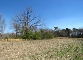 64+/- Acres of Farm and Timber Land For Sale in Scotland County, NC!