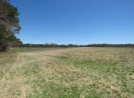 75+/- Acres of Farm Land For Sale in Bladen County, NC!