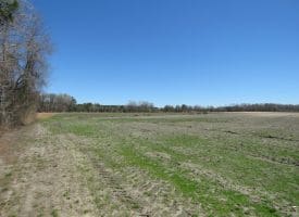 75+/- Acres of Farm Land For Sale in Bladen County, NC!