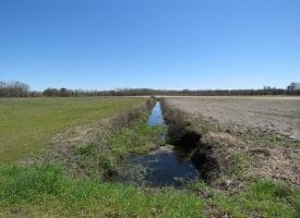 75+/- Acres of Farm Land For Sale in Bladen County, NC!