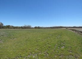 75+/- Acres of Farm Land For Sale in Bladen County, NC!