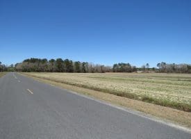 75+/- Acres of Farm Land For Sale in Bladen County, NC!