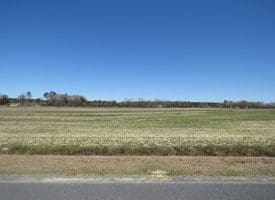 75+/- Acres of Farm Land For Sale in Bladen County, NC!