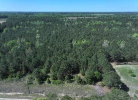 25+/- Acres of Timber and Hunting Land For Sale in Robeson County NC!