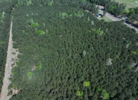 25+/- Acres of Timber and Hunting Land For Sale in Robeson County NC!