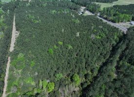 25+/- Acres of Timber and Hunting Land For Sale in Robeson County NC!