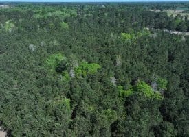 25+/- Acres of Timber and Hunting Land For Sale in Robeson County NC!