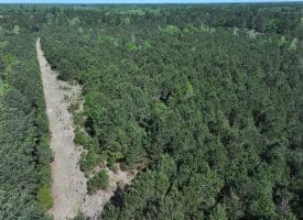 25+/- Acres of Timber and Hunting Land For Sale in Robeson County NC!