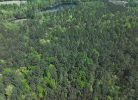 11+/- Acres of Residential and Timber Land For Sale in Robeson County NC!