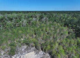 18+/- Acres of Hunting and Residential Land For Sale in Bladen County, NC!