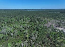 18+/- Acres of Hunting and Residential Land For Sale in Bladen County, NC!