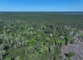 18+/- Acres of Hunting and Residential Land For Sale in Bladen County, NC!