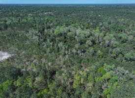 18+/- Acres of Hunting and Residential Land For Sale in Bladen County, NC!
