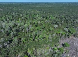 18+/- Acres of Hunting and Residential Land For Sale in Bladen County, NC!