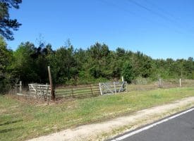 25+/- Acres of Timber and Hunting Land For Sale in Robeson County NC!