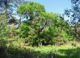 25+/- Acres of Timber and Hunting Land For Sale in Robeson County NC!