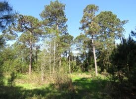 25+/- Acres of Timber and Hunting Land For Sale in Robeson County NC!