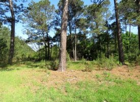 25+/- Acres of Timber and Hunting Land For Sale in Robeson County NC!