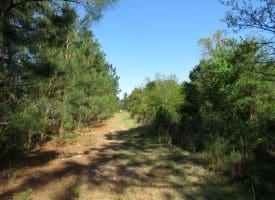 25+/- Acres of Timber and Hunting Land For Sale in Robeson County NC!