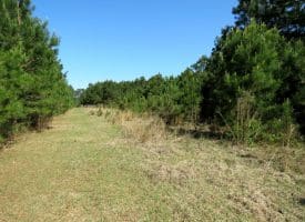 25+/- Acres of Timber and Hunting Land For Sale in Robeson County NC!