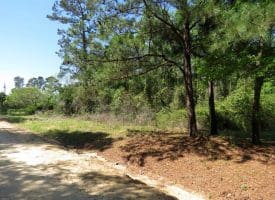 11+/- Acres of Residential and Timber Land For Sale in Robeson County NC!