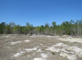 18+/- Acres of Hunting and Residential Land For Sale in Bladen County, NC!