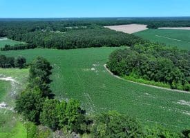 29+/- Acres of Farm and Timber Land For Sale In Robeson County, NC!