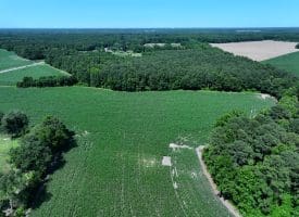 29+/- Acres of Farm and Timber Land For Sale In Robeson County, NC!