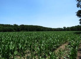 29+/- Acres of Farm and Timber Land For Sale In Robeson County, NC!