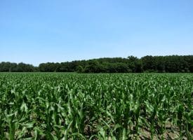 29+/- Acres of Farm and Timber Land For Sale In Robeson County, NC!