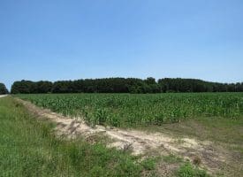 29+/- Acres of Farm and Timber Land For Sale In Robeson County, NC!