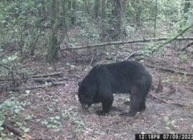 39+/- Acres of Hunting Land and Homesite for Sale in Cumberland County, NC!