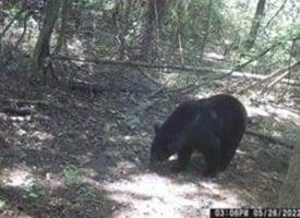 39+/- Acres of Hunting Land and Homesite for Sale in Cumberland County, NC!