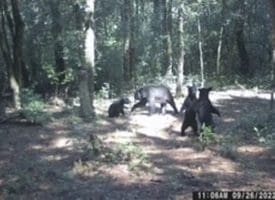 39+/- Acres of Hunting Land and Homesite for Sale in Cumberland County, NC!