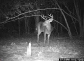 39+/- Acres of Hunting Land and Homesite for Sale in Cumberland County, NC!