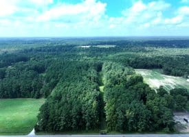 39+/- Acres of Hunting Land and Homesite for Sale in Cumberland County, NC!