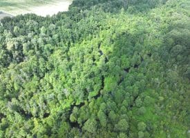 39+/- Acres of Hunting Land and Homesite for Sale in Cumberland County, NC!