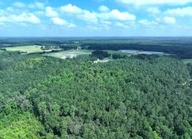 39+/- Acres of Hunting Land and Homesite for Sale in Cumberland County, NC!