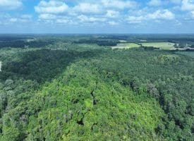 39+/- Acres of Hunting Land and Homesite for Sale in Cumberland County, NC!