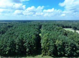 39+/- Acres of Hunting Land and Homesite for Sale in Cumberland County, NC!