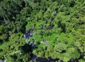 39+/- Acres of Hunting Land and Homesite for Sale in Cumberland County, NC!