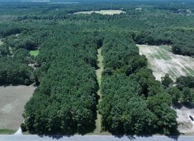 39+/- Acres of Hunting Land and Homesite for Sale in Cumberland County, NC!