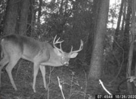 39+/- Acres of Hunting Land and Homesite for Sale in Cumberland County, NC!