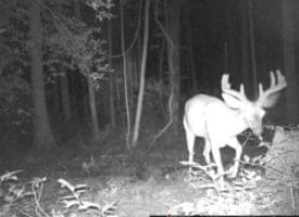 39+/- Acres of Hunting Land and Homesite for Sale in Cumberland County, NC!